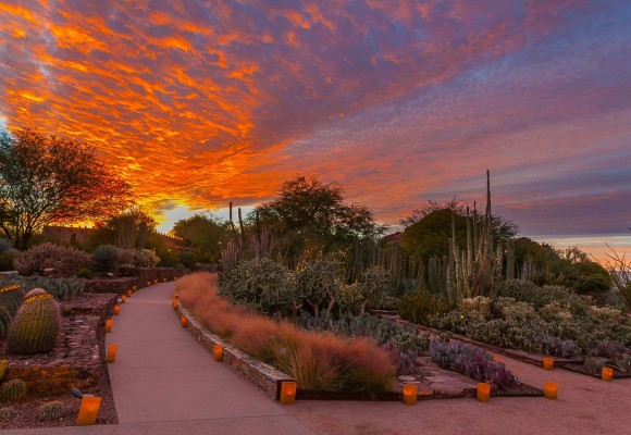 Desert Botanical Garden