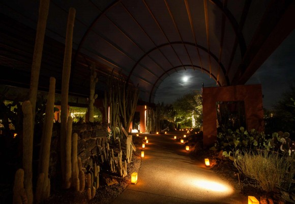 Desert Botanical Garden