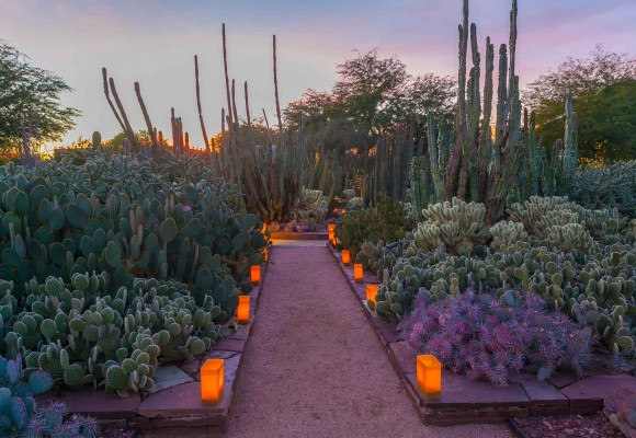 Desert Botanical Garden