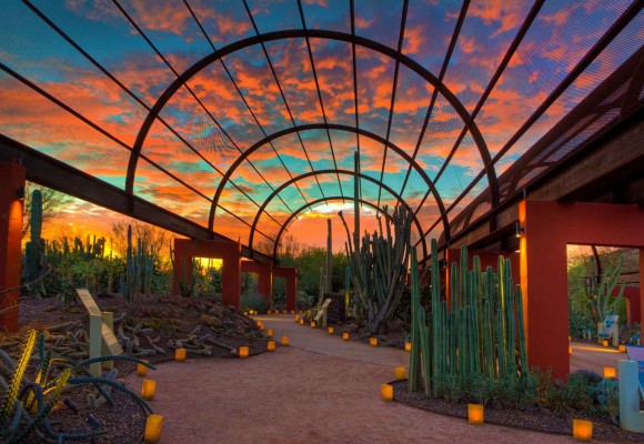 Desert Botanical Garden