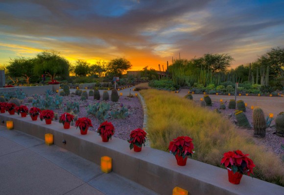 Desert Botanical Garden
