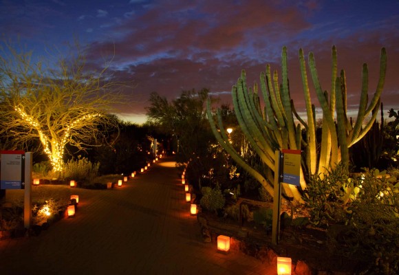 Desert Botanical Garden